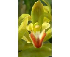 Cymbidium lowinum - orquídea - 100 semillas