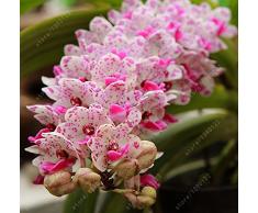 orquídea 100pcs Cymbidium, Cymbidium semillas, semillas de flores bonsai, 22 colores para elegir, planta de jardín de casa
