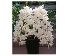 Las semillas de orquídeas en maceta Flores, Semillas Cymbidium, orquídea de la cigarra, Cymbidium, cuando florece, 50pcs / bag