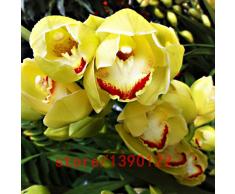 100pcs / bag orquídea cymbidium, cymbidium amarillo, planta de la orquídea cymbidium, semillas de flores bonsai, el crecimiento natural, planta de jardín de casa