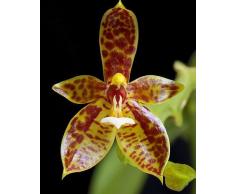 Phalaenopsis cornucervi - orquídea - 100 semillas