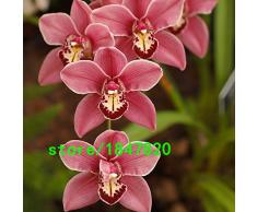 Semillas rosado único del Cymbidium en maceta Semillas semillas de flor de la orquídea de la cigarra Balcón Plants 100 PCS