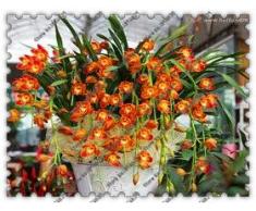 orquídea 100pcs Cymbidium, Cymbidium semillas, semillas de flores bonsai, 22 colores para elegir, planta de jardín de casa
