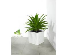 Maceteros para plantas de polyrattan marca Gartenfreude incluye insertos plásticos y sistema de riego para el interior y el exterior, blanco, 31 x 31 x 31 cm