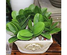 LEORX Orquídea Phalaenopsis artificial flor verde espuma hoja hoja