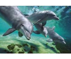 GB eye LTD, Dolphins, Underwater, Maxi Poster, 61 x 91,5 cm