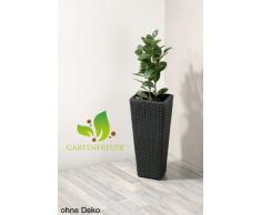 Maceteros para plantas de polyrattan marca Gartenfreude incluye insertos plásticos y sistema de riego para el interior y el exterior, antracita, 28 x 28 x 60 cm