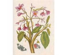 Merian Metamorphosis Pink Flowers Insects Painting Art Print Canvas Premium Wall Decor Poster Mural Rosado Flores Pintura pared Pï¿½ster