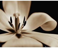 GB Eye Ltd, Flowers, Tulip, Mini Poster