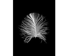Komar Wandbild Von Feather Black | Poster, Bild, Wohnzimmer, Schlafzimmer, Dekoration, Kunstdruck | ohne Rahmen | P121B-30x40 fotomural, Blanco, Negro