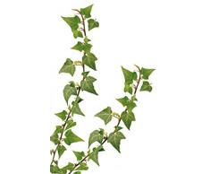 Plage Decoración Adhesiva Hiedra, Vinilo, Verde, 21x3x29.6 cm