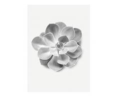 Komar Wandbild Von Succulent Aeonium | Poster, Bild, Wohnzimmer, Schlafzimmer, Dekoration, Kunstdruck | ohne Rahmen | P049B-30x40 fotomural, Schwarz, WeiÃ, Grau