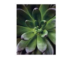 Komar Wandbild Von Succulent Single | Poster, Bild, Wohnzimmer, Schlafzimmer, Dekoration, Kunstdruck | ohne Rahmen | P048-40x50 fotomural, GrÃ¼n, Lilla