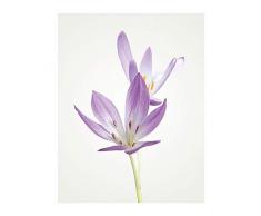 Komar Wandbild Von Autumn Crocus | Poster, Bild, Wohnzimmer, Schlafzimmer, Dekoration, Kunstdruck | ohne Rahmen | P068-40x50 fotomural, Lilla, WeiÃ, GrÃ¼n