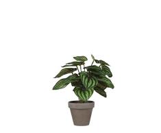 MICA Decorations Peperomia Stan - Planta Artificial (24 x 23 cm), Color Verde