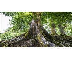 Pro-Art g1711g Tree of Life - Lienzo en impresiÃ³n giclÃ©e (100 x 50 cm), diseÃ±o de Ã¡rbol, Multicolor, 60 x 30 cm