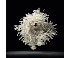 Pyramid International WDC97029 Tim Flach Flying Mop - Lienzo Decorativo