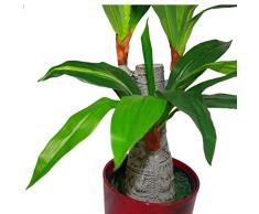 Leaf Design UK Dracaena - Maceta de plástico para Plantas (75 cm), Color Negro