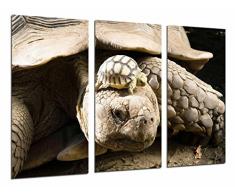 Poster FotogrÃ¡fico Animal Tortugas de Tierra, Quelonios, Vida Salvaje TamaÃ±o total: 97 x 62 cm XXL
