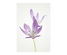 Komar Wandbild Von Autumn Crocus | Poster, Bild, Wohnzimmer, Schlafzimmer, Dekoration, Kunstdruck | ohne Rahmen | P068-50x70 fotomural, Lilla, WeiÃ, GrÃ¼n