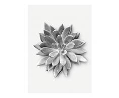 Komar Wandbild Von Succulent Agave | Poster, Bild, Wohnzimmer, Schlafzimmer, Dekoration, Kunstdruck | ohne Rahmen | P049A-30x40 fotomural, Schwarz, WeiÃ, Grau