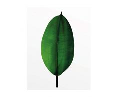 Komar Wandbild Von Ficus Leaf | Poster, Bild, Wohnzimmer, Schlafzimmer, Dekoration, Kunstdruck | ohne Rahmen | P058-40x50 fotomural, Verde, Blanco