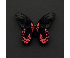 Alyson Fennell - Lienzo Decorativo para Pared, 30 x 30 x 3,2 cm