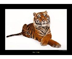 National Geographic Komar WB-NG-028-50x40 - Cuadro decorativo para pared (50 x 40 cm, sin marco), diseño de tigre Sumatrano