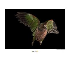 National Geographic Komar WB-NG-007-50x40 - Cuadro de pared (50 x 40 cm, sin marco)