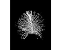 Komar Wandbild Von Feather Black | Poster, Bild, Wohnzimmer, Schlafzimmer, Dekoration, Kunstdruck | ohne Rahmen | P121B-40x50 fotomural, Blanco, Negro