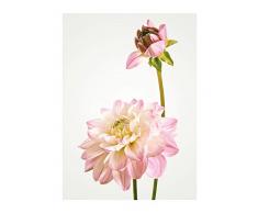Komar Wandbild Von Dahlia | Poster, Bild, Wohnzimmer, Schlafzimmer, Dekoration, Kunstdruck | ohne Rahmen | P066-30x40 fotomural, carbÃ³n, GrÃ¶Ãe: 30 x40 cm (Breite x HÃ¶he)