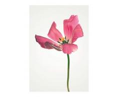 Komar Wandbild Von Tulip | Poster, Bild, Wohnzimmer, Schlafzimmer, Dekoration, Kunstdruck | ohne Rahmen | P067-50x70 fotomural, Rosa, GrÃ¼n, Gelb