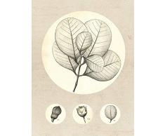 Komar Wandbild Von Transparent Leaf | Poster, Bild, Wohnzimmer, Schlafzimmer, Dekoration, Kunstdruck | ohne Rahmen | P053-30x40 fotomural, Beage, WeiÃ, Schwarz