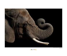 National Geographic Komar WB-NG-018-40x30 - Cuadro de pared sin marco (40 x 30 cm), diseño de elefante africano