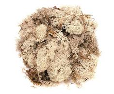 Glorex 63803610 Interior Artificial Non-Flowering Plant Planta Artificial - Plantas Artificiales (Interior, Artificial Non-Flowering Plant, Beige, 50 g)