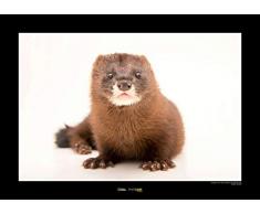 Komar National Geographic WB-NG-042-40x30 cm - Cuadro de pared sin marco (40 x 30 cm, sin marco)