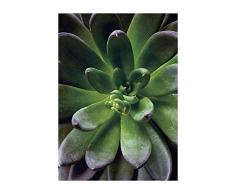 Komar Wandbild Von Succulent Single | Poster, Bild, Wohnzimmer, Schlafzimmer, Dekoration, Kunstdruck | ohne Rahmen | P048-30x40 fotomural, GrÃ¼n, Lilla