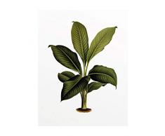 Komar Wandbild Von Elastica Leaf | Poster, Bild, Wohnzimmer, Schlafzimmer, Dekoration, Kunstdruck | ohne Rahmen | P055-40x50 fotomural, GrÃ¼n, WeiÃ, Schwarz, Braun