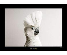 National Geographic Komar WB-NG-001-40x30 cm - Cuadro de pared sin marco (40 x 30 cm), diseño de cockatoo blanco