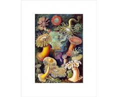 Wee Blue Coo Nature Biology Anemone Ernst Haeckel Germany Vintage ImpresiÃ³n del Arte 12 x 16 Pulgadas