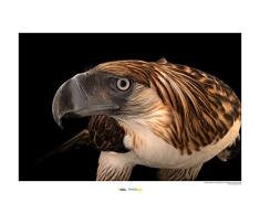 National Geographic Komar WB-NG-020-40x30 - Cuadro de pared (40 x 30 cm, sin marco)