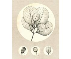 Komar Wandbild Von Transparent Leaf | Poster, Bild, Wohnzimmer, Schlafzimmer, Dekoration, Kunstdruck | ohne Rahmen | P053-40x50 fotomural, Beage, WeiÃ, Schwarz