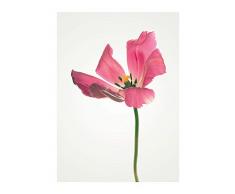 Komar Wandbild Von Tulip | Poster, Bild, Wohnzimmer, Schlafzimmer, Dekoration, Kunstdruck | ohne Rahmen | P067-30x40 fotomural, Rosa, GrÃ¼n, Gelb