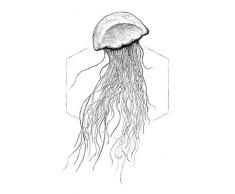 Komar Wandbild Von Jellyfish White | Poster, Bild, Wohnzimmer, Schlafzimmer, Dekoration, Kunstdruck | ohne Rahmen | P078A-50x70 fotomural, Blanco, Negro