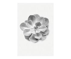 Komar Wandbild Von Succulent Aeonium | Poster, Bild, Wohnzimmer, Schlafzimmer, Dekoration, Kunstdruck | ohne Rahmen | P049B-50x70 fotomural, Schwarz, WeiÃ, Grau