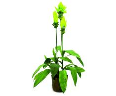 Euro Palms 82530295 Lirio de Jengibre, 95 cm