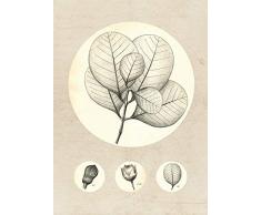 Komar Wandbild Von Transparent Leaf | Poster, Bild, Wohnzimmer, Schlafzimmer, Dekoration, Kunstdruck | ohne Rahmen | P053-50x70 fotomural, Beage, Weiß, Schwarz