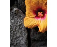 GB Eye Ltd, Flowers, Stone Wall, Mini Poster