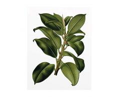 Komar Wandbild Von Elastica Tree | Poster, Bild, Wohnzimmer, Schlafzimmer, Dekoration, Kunstdruck | ohne Rahmen | P056-40x50 fotomural, GrÃ¼n, WeiÃ, Schwarz, Rot