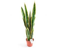 Geko 80 cm 1 pieza Artificial medio Sansweieria planta
